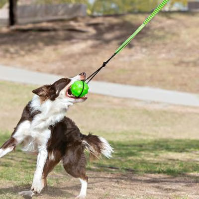 Jolly Pets Tree Tugger Rope Tug Dog Toy