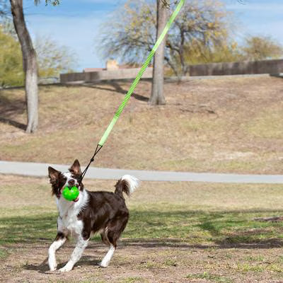 Jolly Pets Tree Tugger Rope Tug Dog Toy